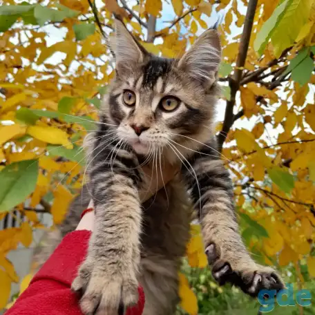 Питомник  Мейн кунов, фотография 5