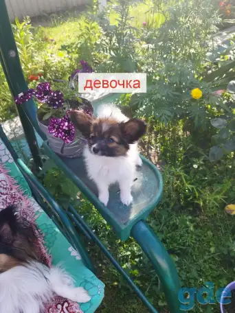 Щенки Папийон, фотография 2