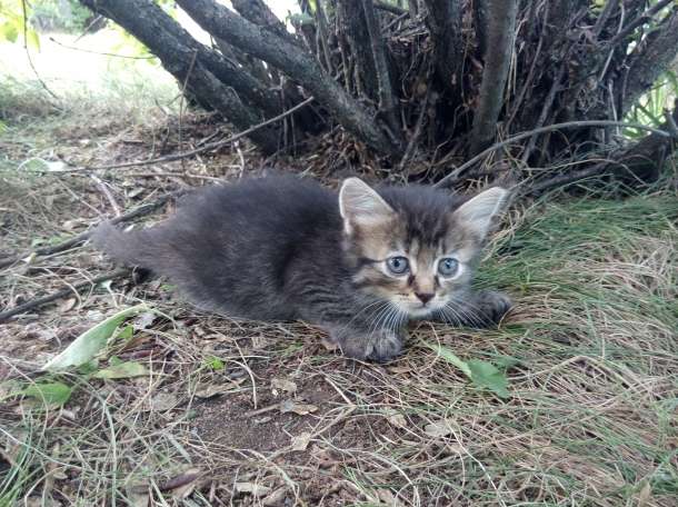 Котята даром!!, фотография 1