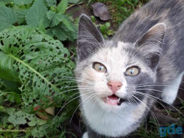 Отдам котяток в добрые руки, фотография 3