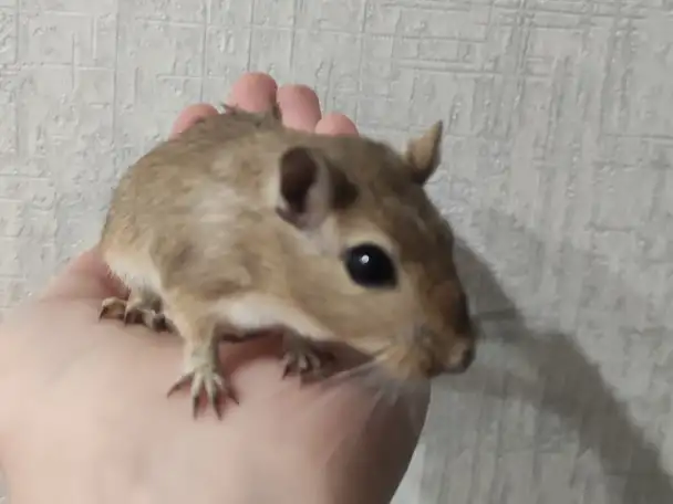 Песчанки, фотография 1
