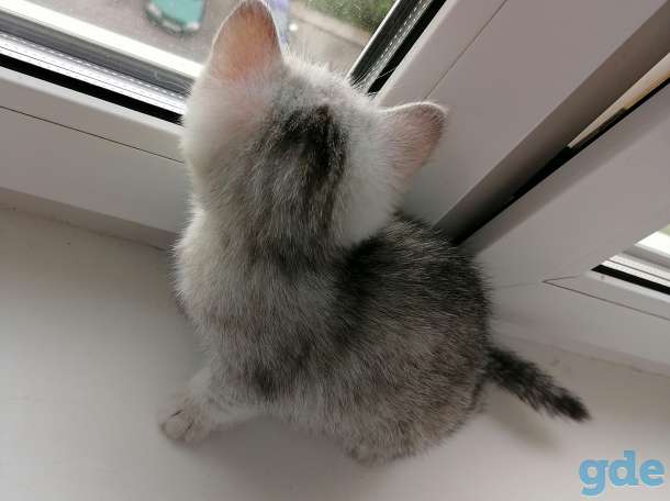 Котёнок, фотография 6