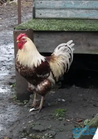 Куры несушки доставка, фотография 2
