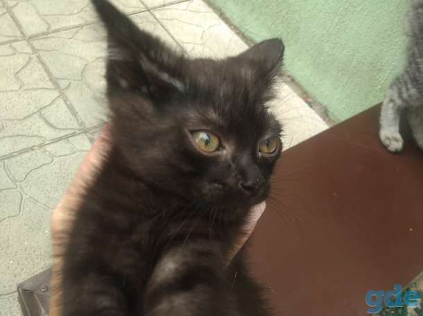 Котики, фотография 2