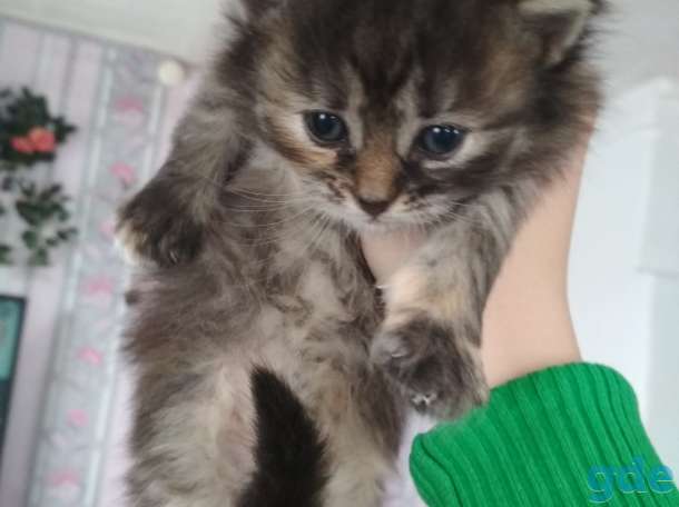 Отдам котят в хорошие руки!, фотография 5
