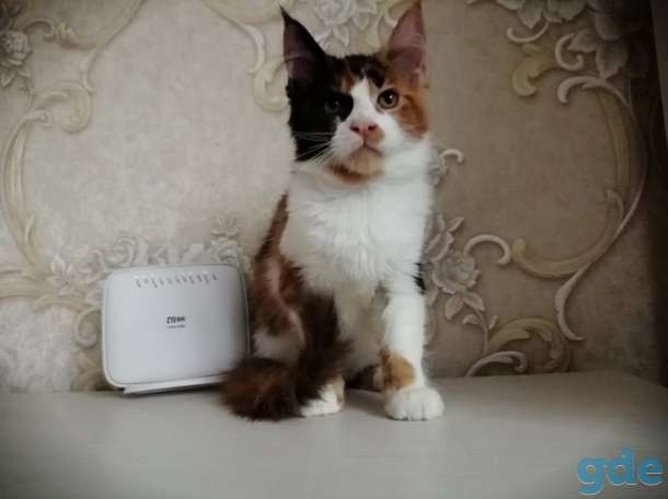 Котенок, фотография 3