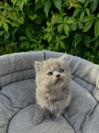 Шотландские котята, фотография 1