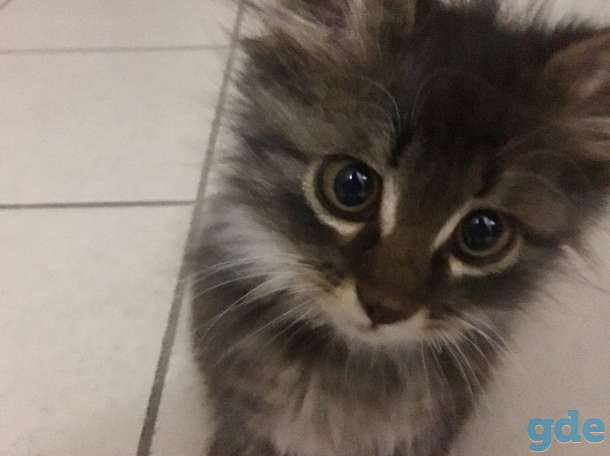 Замечательный котенок, 2 мес., фотография 2