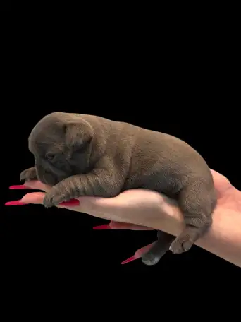 Щенки французского бульдога, фотография 1