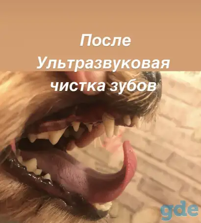 Стрижка животных. Груминг. УЗ чистка зубов без седации. Грумер, фотография 13