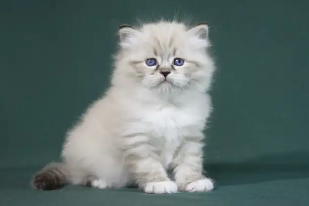 Сибирский котенок, невский маскарадный котенок, фотография 1