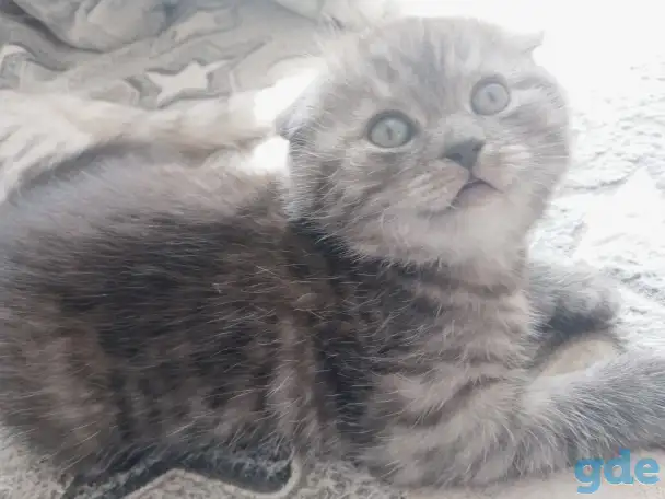 Шотландские котята, фотография 3