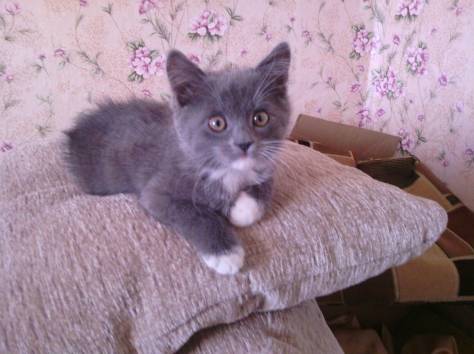 отдам котенка в хорошие руки, фотография 3