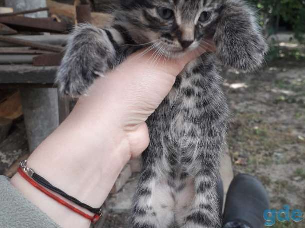 Котята в заботливые руки, фотография 4