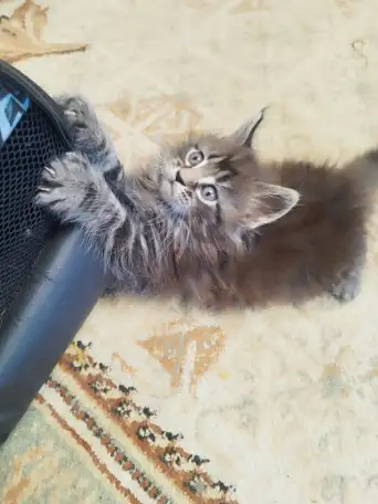Мейн Кун, фотография 2