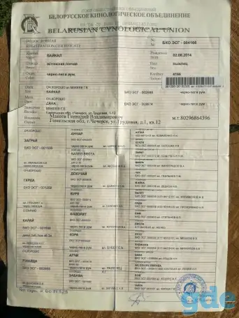 Щенки эстонской гончей, фотография 6