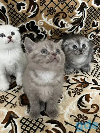 Продаются котята, фотография 1