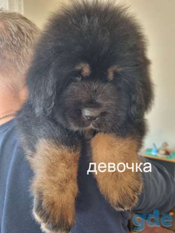 Щенки Тибетского Мастифа, фотография 6
