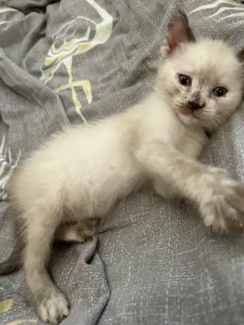 Продажа котят, фотография 2