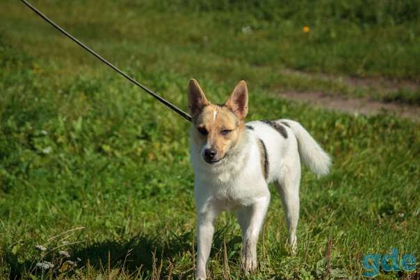 Собака ищет дом, фотография 1