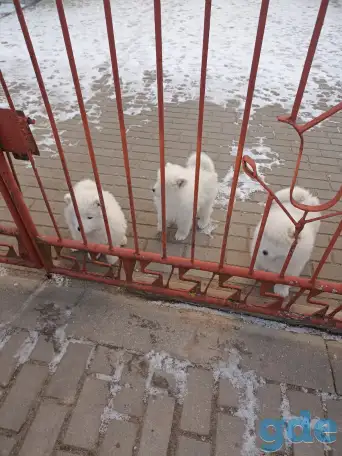 Продаются щенки самоеда, фотография 6
