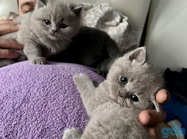 Продам шикарных британских котят, фотография 8