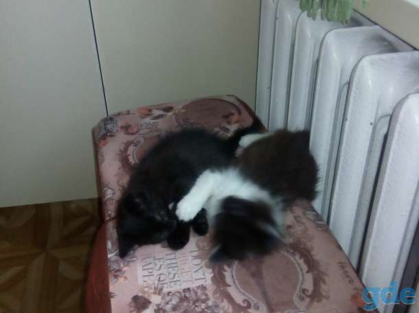 Котята, фотография 5