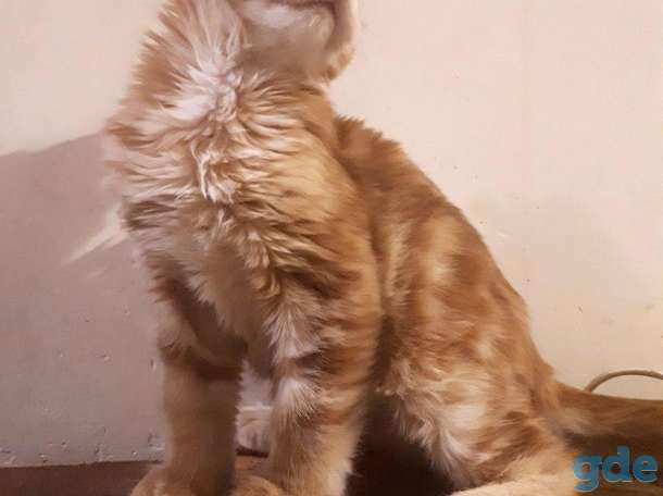 Котята Мейн КУН, фотография 3
