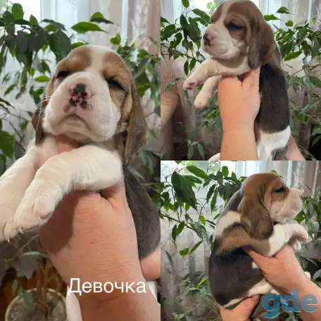 Щенок породы Бигль, фотография 3