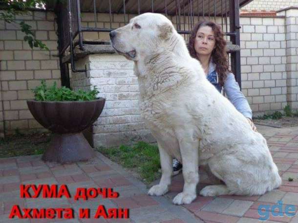 VIP класса девочка алабай., фотография 8