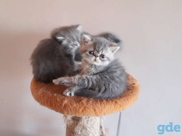 Экзотические котята, фотография 3