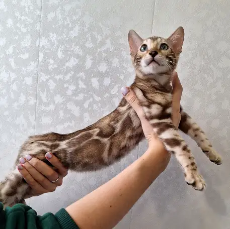 Бенгальские котята редкого окраса, фотография 1