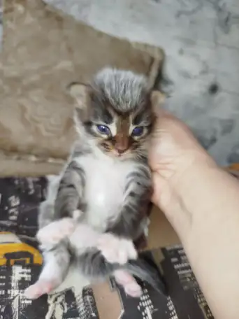 Котята мейн кун, фотография 11