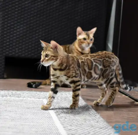 Породистые бенгальские котята: девочка, фотография 1