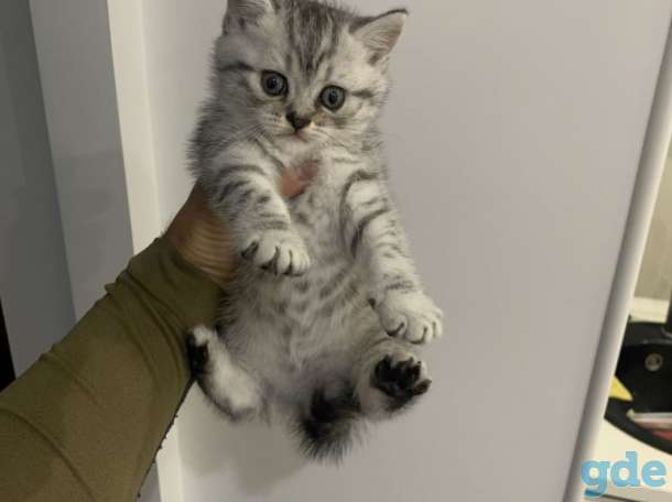 Шотландские котята, фотография 2
