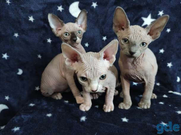 Котята канадский сфинкс, фотография 1