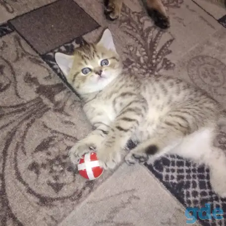 Продам шотландских котят, фотография 3