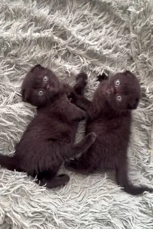 Шотландские котята, фотография 6