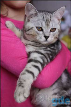 Британский котенок окраса табби, фотография 3