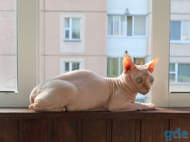 вязка канадского сфинкса, фотография 4