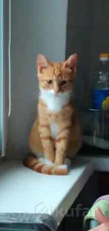 Отдам кота, фотография 1