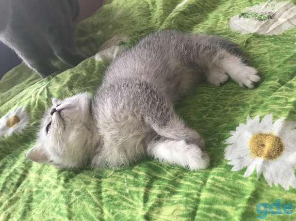 Британская кошечка, фотография 3