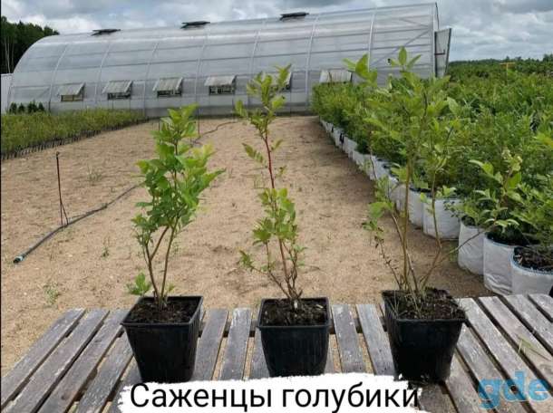 Продам саженцы голубики сорт 
