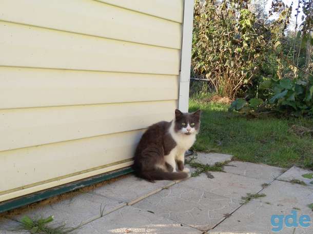 Ласковый коти в дар, фотография 2