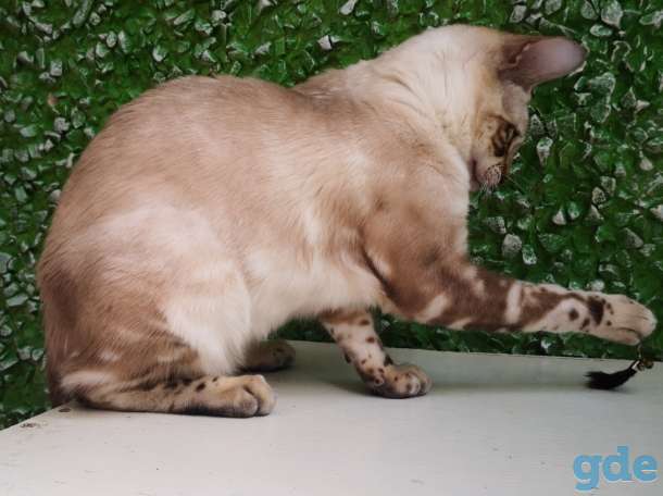 Бенгальские котята, фотография 3