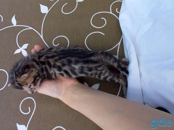 Бенгальские котята, фотография 5