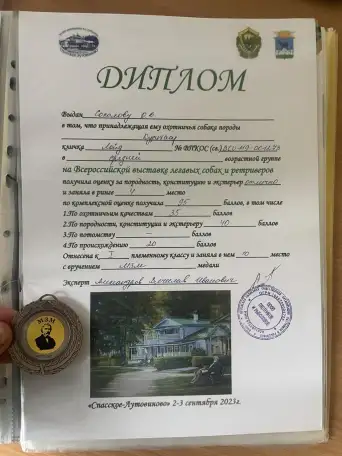 Щенки Курцхаара, фотография 13