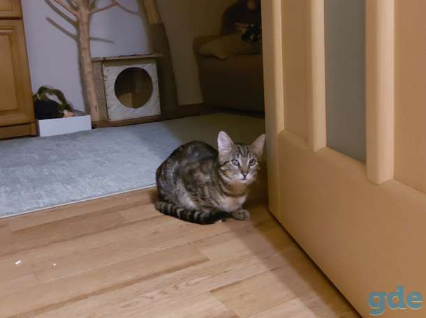 Котик в добрые руки, фотография 3