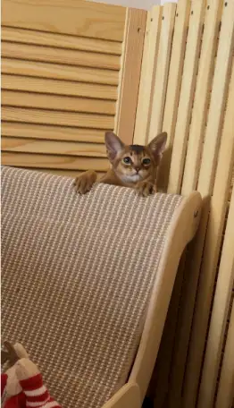 Абиссинский котёнок, мальчик 3 месяца, фотография 5