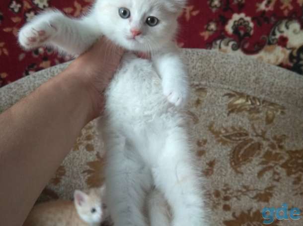 Британские котята, фотография 2